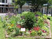 手稲花の会「ノンノ」