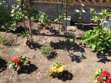 宿根草と一年草の植栽