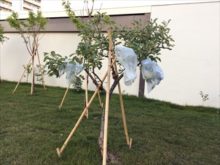 リンゴがなっている様子