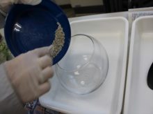 根腐れ防止剤を入れているところ