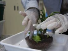 植物を植えているところ