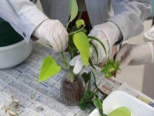 花瓶に植えているところ