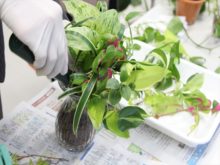 花瓶に植えているところ