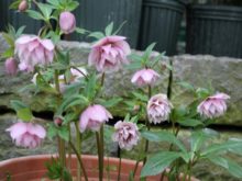 クリスマスローズの花