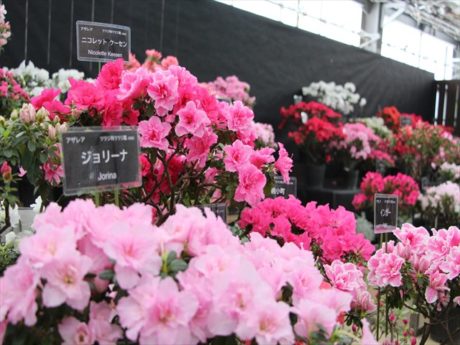 アザレア展の様子