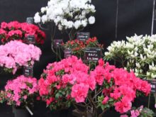 アザレアの品種色々