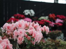 アザレアの品種色々