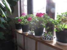 窓際のゼラニウム