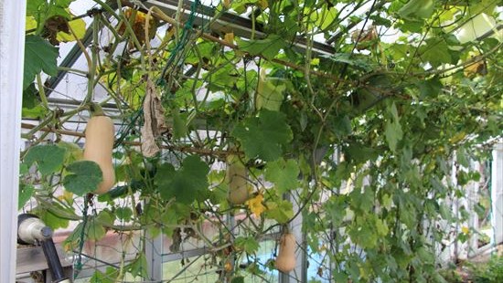 温室内のへちま