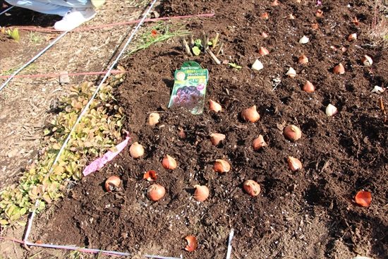 チューリっプの球根