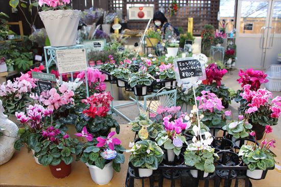 シクラメンなど花苗