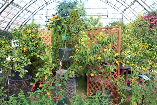 かんきつ類の実がなっている様子