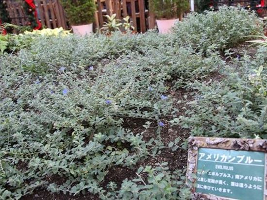 アメリカンブルー