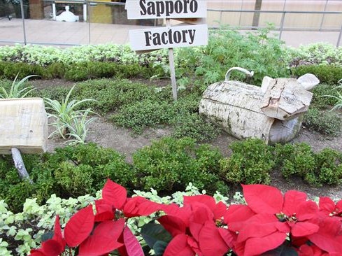 グランドカバー