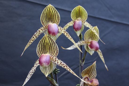 グランプリのパフィオペディルム