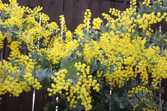 ミモザの鉢植え