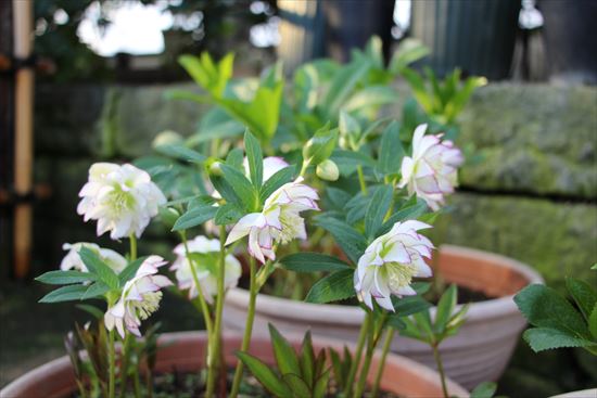 クリスマスローズ