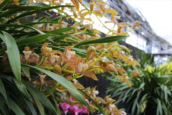 シンビジウムの開花