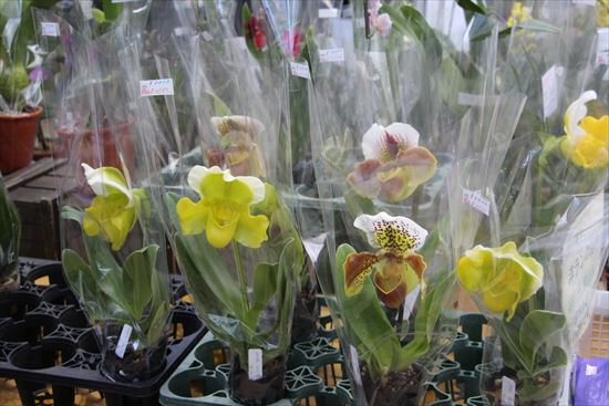 ガーデンショップのラン