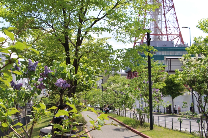 創成川公園のライラック