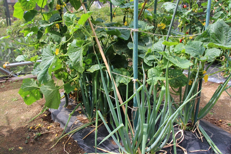 キュウリにネギ