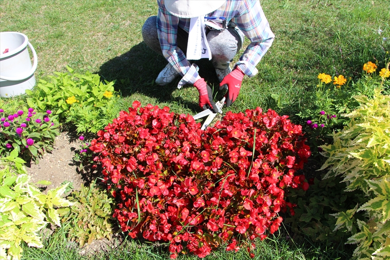 ベゴニアの形を整えている