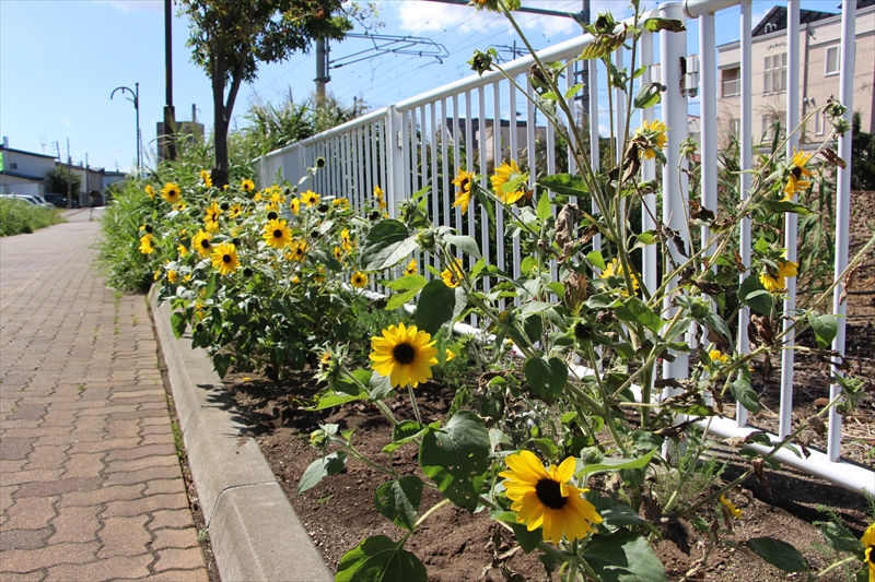 100輪咲くヒマワリ