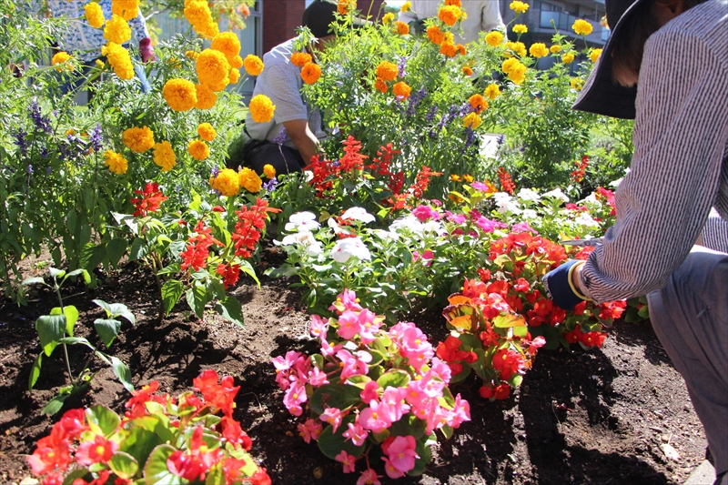 玄関周りの花壇の様子