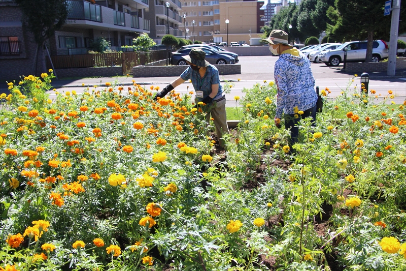 アフリカンマリーゴールドの畑