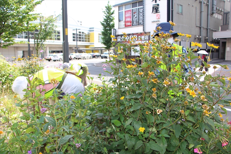 中央の植栽の手入れ