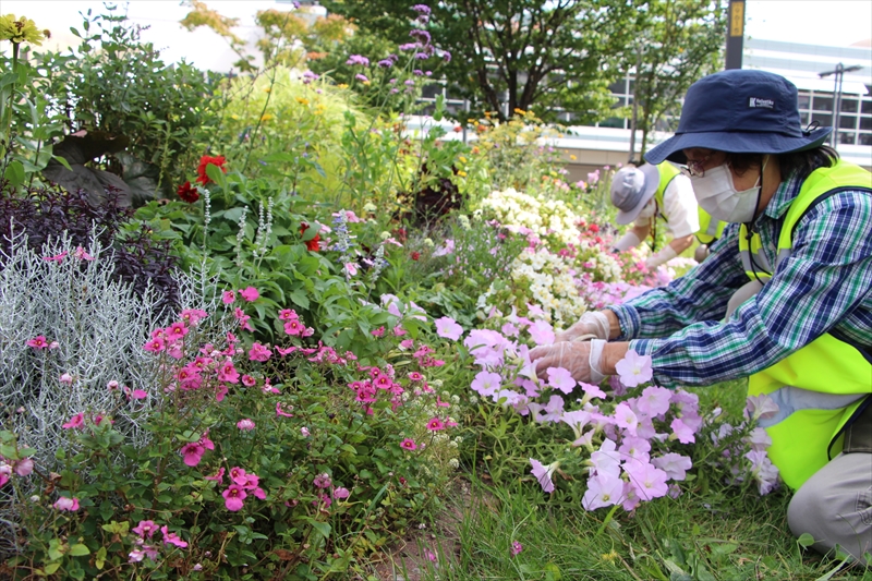 東側のお手入れの様子