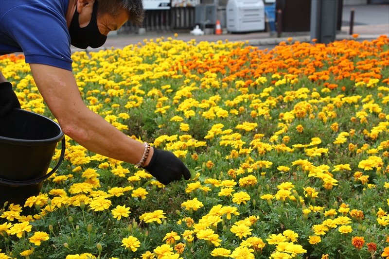 ていぬ花壇のメンテナンス