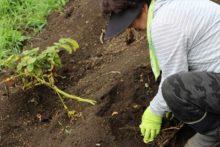 栽培担当者の様子