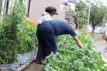 エダマメの確認をしているところ