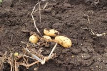 ジャガイモの様子