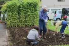 イモの確認をしているところ