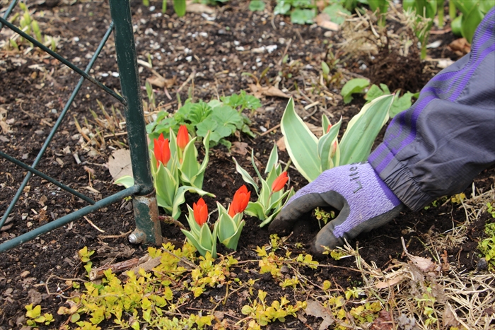 原種のチューリップ