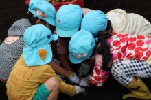 1つの芋を5人で掘っている様子