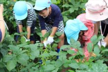 一斉に枝豆をぬいているところ