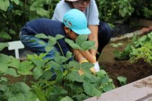 エダマメを先生とぬいているところ