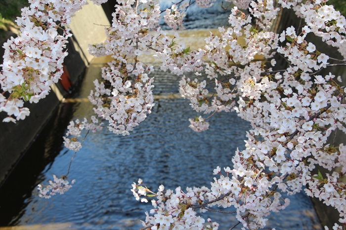 川の上に咲くサクラ