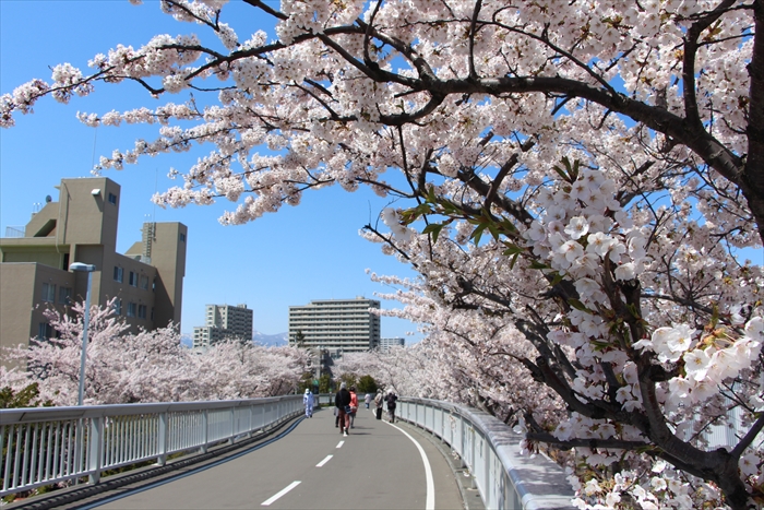白石こころーど環状夢の橋