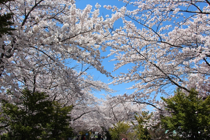 白石こころーどふれあいの並木道