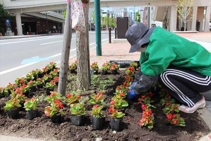 赤いベゴニアを植えるボランティアさん