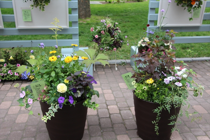農試公園カポックの作品