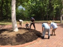堆肥を漉き込んでいるところ
