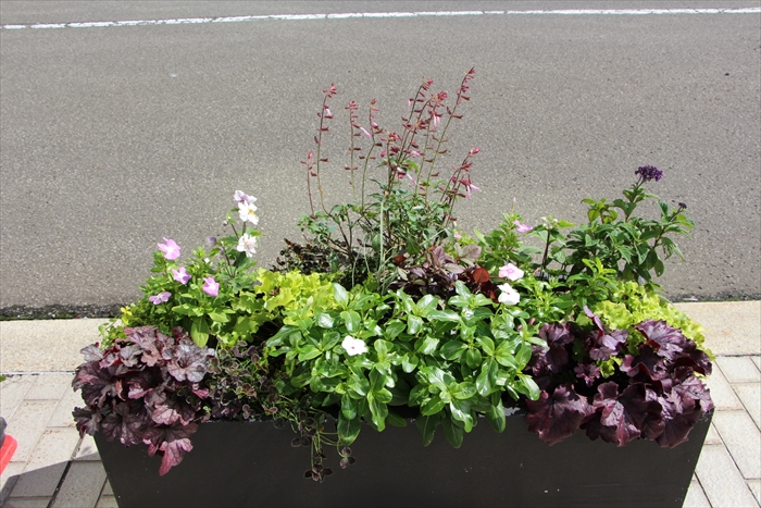 秋の補植が終わったコンテナ