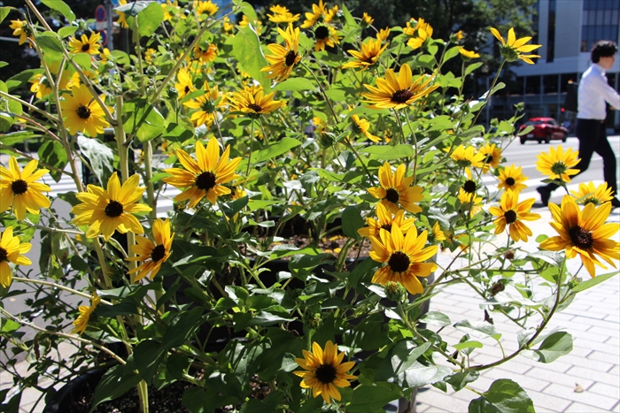 交差点のヒマワリ