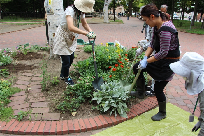 ラムズイヤーの株分けの様子