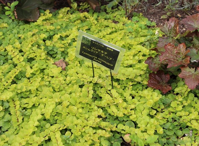 リシマキアの花壇での状態